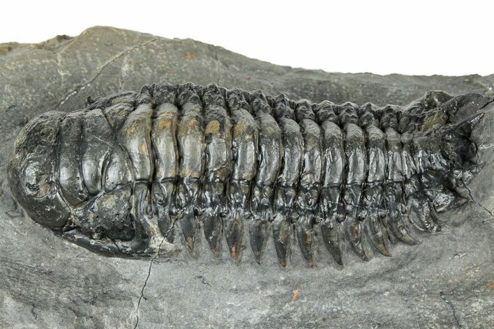 Detailed Crotalocephalina Trilobite - Atchana, Morocco #322276